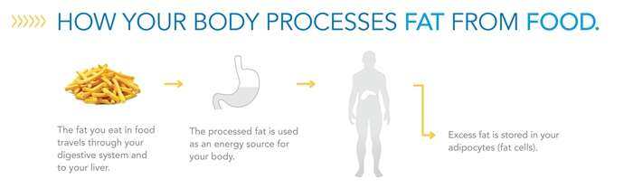 How-Your-Body-Processes-Fat-from-Food